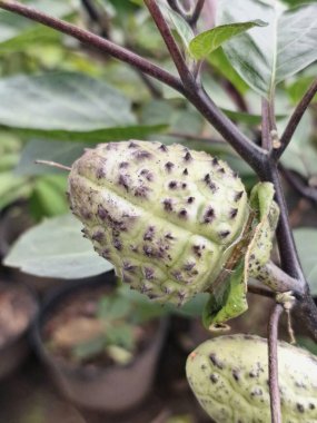 Ağaçta mor datura meyvesi. Bu meyveler tipik olarak oval şekilli, dikenli ve donuk mor veya grimsi mor renktedir. Zehirli oldukları biliniyor ve sindirilirse halüsinasyonlara neden olabilirler.