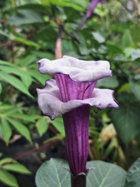 Mor datura çiçeği ağaçta çiçek açar. Bunlar Datura bitkisinin çiçekleri. Melek trompeti gibi diğer isimlerle de bilinirler. Bu çiçeklerin büyük, mor taç yaprakları vardır ve özellikle geceleri güçlü bir koku yayabilirler.