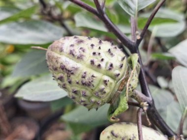 Ağaçta mor datura meyvesi. Bu meyveler tipik olarak oval şekilli, dikenli ve donuk mor veya grimsi mor renktedir. Zehirli oldukları biliniyor ve sindirilirse halüsinasyonlara neden olabilirler.