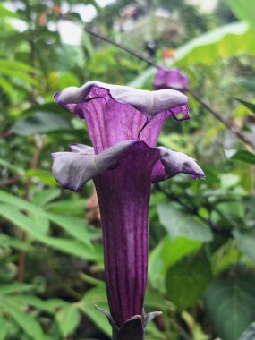 Mor datura çiçeği ağaçta çiçek açar. Bunlar Datura bitkisinin çiçekleri. Melek trompeti gibi diğer isimlerle de bilinirler. Bu çiçeklerin büyük, mor taç yaprakları vardır ve özellikle geceleri güçlü bir koku yayabilirler.