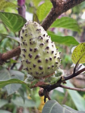 Ağaçta mor datura meyvesi. Bu meyveler tipik olarak oval şekilli, dikenli ve donuk mor veya grimsi mor renktedir. Zehirli oldukları biliniyor ve sindirilirse halüsinasyonlara neden olabilirler.