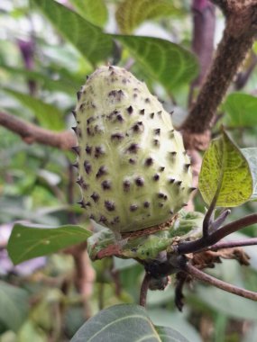 Ağaçta mor datura meyvesi. Bu meyveler tipik olarak oval şekilli, dikenli ve donuk mor veya grimsi mor renktedir. Zehirli oldukları biliniyor ve sindirilirse halüsinasyonlara neden olabilirler.