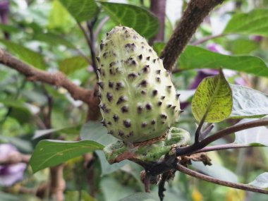 Ağaçta mor datura meyvesi. Bu meyveler tipik olarak oval şekilli, dikenli ve donuk mor veya grimsi mor renktedir. Zehirli oldukları biliniyor ve sindirilirse halüsinasyonlara neden olabilirler.