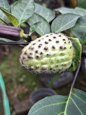 Ağaçta mor datura meyvesi. Bu meyveler tipik olarak oval şekilli, dikenli ve donuk mor veya grimsi mor renktedir. Zehirli oldukları biliniyor ve sindirilirse halüsinasyonlara neden olabilirler.