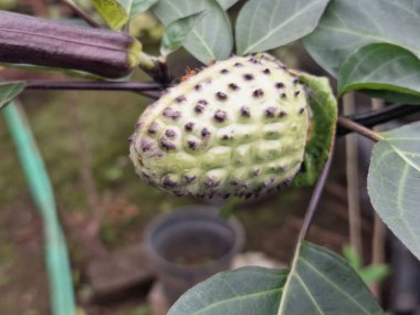 Ağaçta mor datura meyvesi. Bu meyveler tipik olarak oval şekilli, dikenli ve donuk mor veya grimsi mor renktedir. Zehirli oldukları biliniyor ve sindirilirse halüsinasyonlara neden olabilirler.