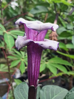 Mor datura çiçeği ağaçta çiçek açar. Bunlar Datura bitkisinin çiçekleri. Melek trompeti gibi diğer isimlerle de bilinirler. Bu çiçeklerin büyük, mor taç yaprakları vardır ve özellikle geceleri güçlü bir koku yayabilirler.