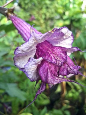 Mor datura çiçeği ağaçta çiçek açar. Bunlar Datura bitkisinin çiçekleri. Melek trompeti gibi diğer isimlerle de bilinirler. Bu çiçeklerin büyük, mor taç yaprakları vardır ve özellikle geceleri güçlü bir koku yayabilirler.