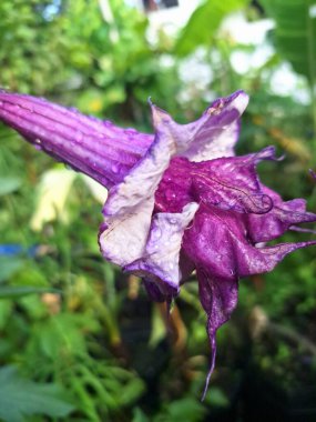 Mor datura çiçeği ağaçta çiçek açar. Bunlar Datura bitkisinin çiçekleri. Melek trompeti gibi diğer isimlerle de bilinirler. Bu çiçeklerin büyük, mor taç yaprakları vardır ve özellikle geceleri güçlü bir koku yayabilirler.