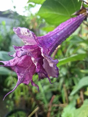Mor datura çiçeği ağaçta çiçek açar. Bunlar Datura bitkisinin çiçekleri. Melek trompeti gibi diğer isimlerle de bilinirler. Bu çiçeklerin büyük, mor taç yaprakları vardır ve özellikle geceleri güçlü bir koku yayabilirler.