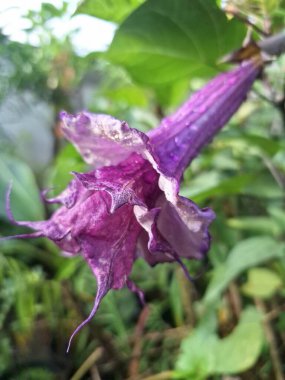 Mor datura çiçeği ağaçta çiçek açar. Bunlar Datura bitkisinin çiçekleri. Melek trompeti gibi diğer isimlerle de bilinirler. Bu çiçeklerin büyük, mor taç yaprakları vardır ve özellikle geceleri güçlü bir koku yayabilirler.