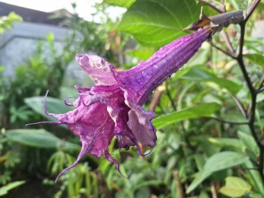 Mor datura çiçeği ağaçta çiçek açar. Bunlar Datura bitkisinin çiçekleri. Melek trompeti gibi diğer isimlerle de bilinirler. Bu çiçeklerin büyük, mor taç yaprakları vardır ve özellikle geceleri güçlü bir koku yayabilirler.