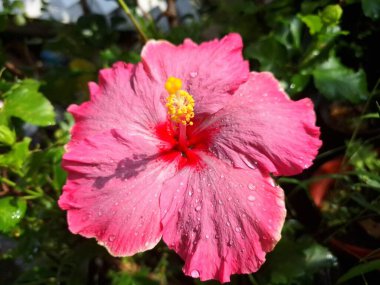 Üzerinde yağmur damlaları olan pembe amber çiçeği. Pembe amber çiçeği güzel bir süs bitkisi olarak bilinir, tozlaştırıcıları çeker, ve bazen cilt ürünlerinde kullanılır.