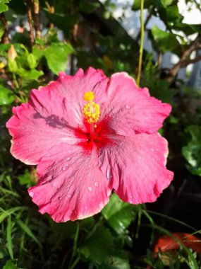 Üzerinde yağmur damlaları olan pembe amber çiçeği. Pembe amber çiçeği güzel bir süs bitkisi olarak bilinir, tozlaştırıcıları çeker, ve bazen cilt ürünlerinde kullanılır.