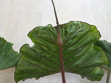 Alocasia vatoz yaprağının arkası. Alocasia bitkisinin özel bir tarlası. İğne vatozunun gövdesine benzeyen yapraklarıyla bilinir. Bu yapraklar ayrıca koyu yeşil renkleri ve kuyruk şekilleriyle karakterize edilir.