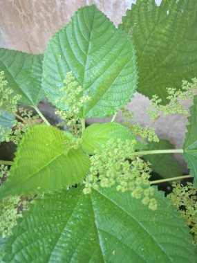 Kanada ısırgan otu bahçelerde vahşi olarak yetişir. Bu bitkinin kıllı alternatif yaprakları var. Dokunulduğunda canını yakabilir. Acı verici temas dermatitine neden olmasıyla bilinir.