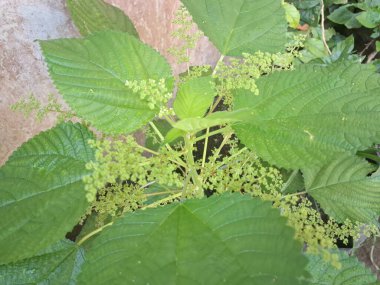 Kanada ısırgan otu bahçelerde vahşi olarak yetişir. Bu bitkinin kıllı alternatif yaprakları var. Dokunulduğunda canını yakabilir. Acı verici temas dermatitine neden olmasıyla bilinir.