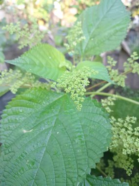 Kanada ısırgan otu bahçelerde vahşi olarak yetişir. Bu bitkinin kıllı alternatif yaprakları var. Dokunulduğunda canını yakabilir. Acı verici temas dermatitine neden olmasıyla bilinir.