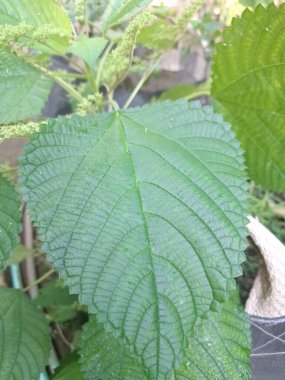 Kanada ısırgan otu bahçelerde vahşi olarak yetişir. Bu bitkinin kıllı alternatif yaprakları var. Dokunulduğunda canını yakabilir. Acı verici temas dermatitine neden olmasıyla bilinir.