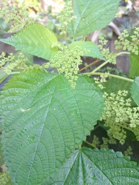 Kanada ısırgan otu bahçelerde vahşi olarak yetişir. Bu bitkinin kıllı alternatif yaprakları var. Dokunulduğunda canını yakabilir. Acı verici temas dermatitine neden olmasıyla bilinir.