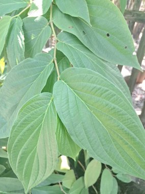 Çivili biber ağacı. Bu bitki güçlü biber benzeri aroması ve tadı ile bilinir ve genellikle süs bitkisi olarak kullanılır. Bu bitki, özellikle tropikal bölgelerde, istilacı doğasıyla da bilinir.