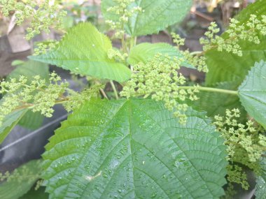 Kanada ısırgan otu bahçelerde vahşi olarak yetişir. Bu bitkinin kıllı alternatif yaprakları var. Dokunulduğunda canını yakabilir. Acı verici temas dermatitine neden olmasıyla bilinir.