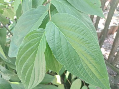 Çivili biber ağacı. Bu bitki güçlü biber benzeri aroması ve tadı ile bilinir ve genellikle süs bitkisi olarak kullanılır. Bu bitki, özellikle tropikal bölgelerde, istilacı doğasıyla da bilinir.