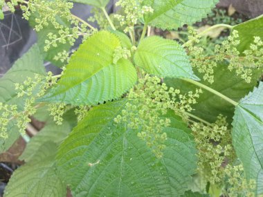 Kanada ısırgan otu bahçelerde vahşi olarak yetişir. Bu bitkinin kıllı alternatif yaprakları var. Dokunulduğunda canını yakabilir. Acı verici temas dermatitine neden olmasıyla bilinir.