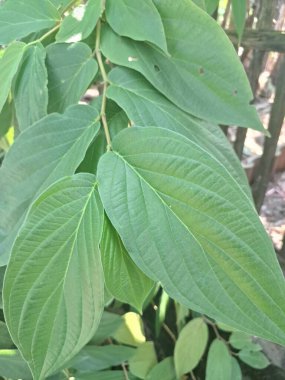Çivili biber ağacı. Bu bitki güçlü biber benzeri aroması ve tadı ile bilinir ve genellikle süs bitkisi olarak kullanılır. Bu bitki, özellikle tropikal bölgelerde, istilacı doğasıyla da bilinir.