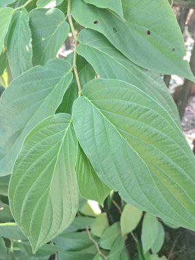 Çivili biber ağacı. Bu bitki güçlü biber benzeri aroması ve tadı ile bilinir ve genellikle süs bitkisi olarak kullanılır. Bu bitki, özellikle tropikal bölgelerde, istilacı doğasıyla da bilinir.