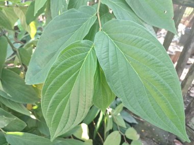 Çivili biber ağacı. Bu bitki güçlü biber benzeri aroması ve tadı ile bilinir ve genellikle süs bitkisi olarak kullanılır. Bu bitki, özellikle tropikal bölgelerde, istilacı doğasıyla da bilinir.