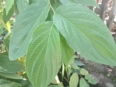 Çivili biber ağacı. Bu bitki güçlü biber benzeri aroması ve tadı ile bilinir ve genellikle süs bitkisi olarak kullanılır. Bu bitki, özellikle tropikal bölgelerde, istilacı doğasıyla da bilinir.