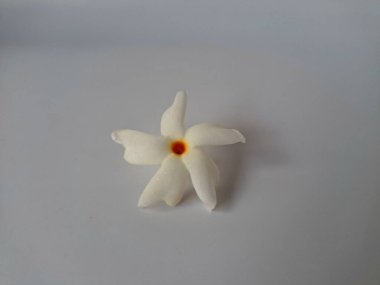 Beyaz arka planda izole edilmiş Nyctanthes ağaç tristis çiçeği