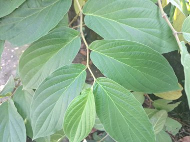 Çivili biber ağacı. Bu bitki güçlü biber benzeri aroması ve tadı ile bilinir ve genellikle süs bitkisi olarak kullanılır. Bu bitki, özellikle tropikal bölgelerde, istilacı doğasıyla da bilinir.
