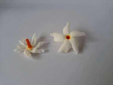 Beyaz arka planda izole edilmiş Nyctanthes ağaç tristis çiçeği