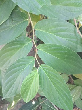 Çivili biber ağacı. Bu bitki güçlü biber benzeri aroması ve tadı ile bilinir ve genellikle süs bitkisi olarak kullanılır. Bu bitki, özellikle tropikal bölgelerde, istilacı doğasıyla da bilinir.