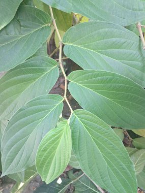 Çivili biber ağacı. Bu bitki güçlü biber benzeri aroması ve tadı ile bilinir ve genellikle süs bitkisi olarak kullanılır. Bu bitki, özellikle tropikal bölgelerde, istilacı doğasıyla da bilinir.