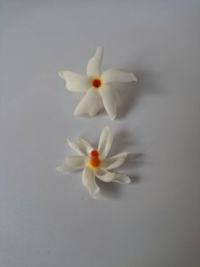 Beyaz arka planda izole edilmiş Nyctanthes ağaç tristis çiçeği