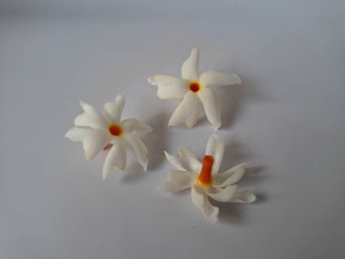 Beyaz arka planda izole edilmiş Nyctanthes ağaç tristis çiçeği