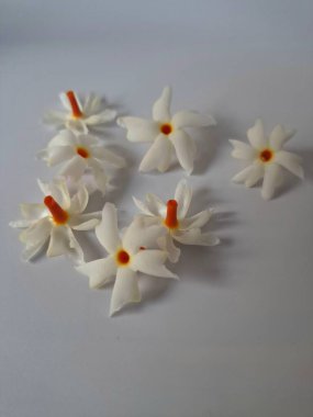 Beyaz arka planda izole edilmiş Nyctanthes ağaç tristis çiçeği