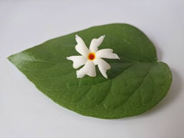 Parijat çiçeği (Nyctanthes ağaç-tristis) beyaz arkaplanda izole edilmiş parijat yaprağının üzerinde