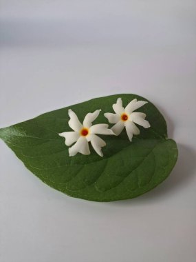 Parijat çiçeği (Nyctanthes ağaç-tristis) beyaz arkaplanda izole edilmiş parijat yaprağının üzerinde