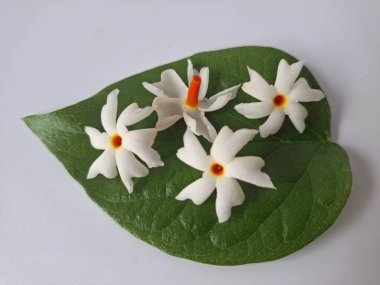 Parijat çiçeği (Nyctanthes ağaç-tristis) beyaz arkaplanda izole edilmiş parijat yaprağının üzerinde