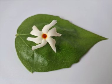 Parijat çiçeği (Nyctanthes ağaç-tristis) beyaz arkaplanda izole edilmiş parijat yaprağının üzerinde