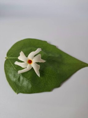 Parijat çiçeği (Nyctanthes ağaç-tristis) beyaz arkaplanda izole edilmiş parijat yaprağının üzerinde
