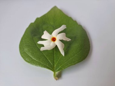 Parijat çiçeği (Nyctanthes ağaç-tristis) beyaz arkaplanda izole edilmiş parijat yaprağının üzerinde