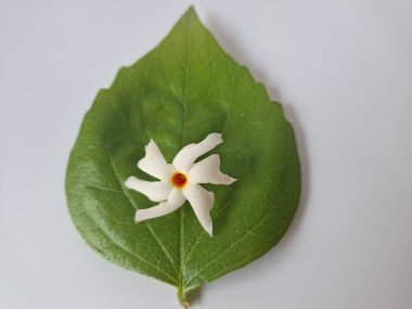 Parijat çiçeği (Nyctanthes ağaç-tristis) beyaz arkaplanda izole edilmiş parijat yaprağının üzerinde