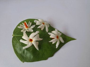 Parijat çiçeği (Nyctanthes ağaç-tristis) beyaz arkaplanda izole edilmiş parijat yaprağının üzerinde