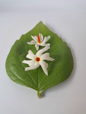 Parijat çiçeği (Nyctanthes ağaç-tristis) beyaz arkaplanda izole edilmiş parijat yaprağının üzerinde