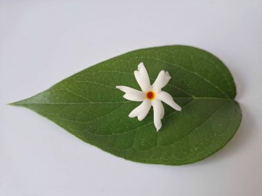 Parijat çiçeği (Nyctanthes ağaç-tristis) beyaz arkaplanda izole edilmiş parijat yaprağının üzerinde