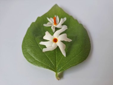 Parijat çiçeği (Nyctanthes ağaç-tristis) beyaz arkaplanda izole edilmiş parijat yaprağının üzerinde